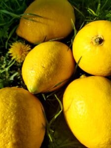 Lemons in the grass next to a dandelion in the sunshine.